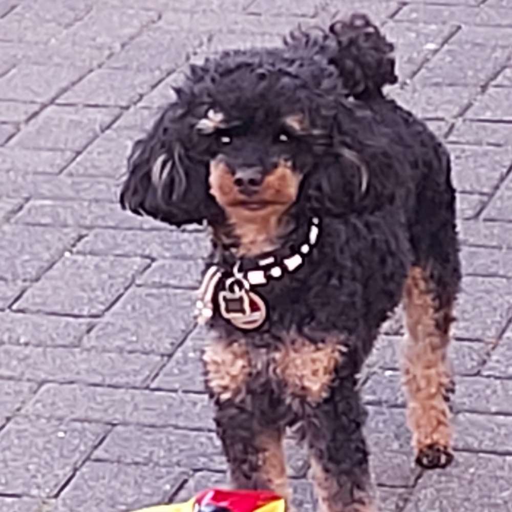 Hundetreffen-Kleine Hunde als Spiel - und gemütliche Gassirunden-Profilbild