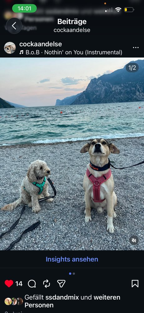 Hundetreffen-Trainingspartner-Profilbild