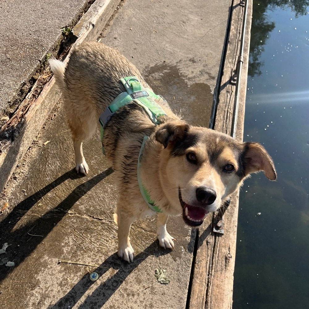 Hundetreffen-Trainingspartner gesucht-Profilbild