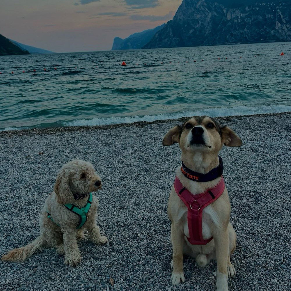 Hundetreffen-Trainingspartner-Profilbild