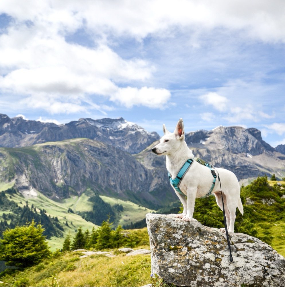 Hundetreffen-Gemeinsames Wandern-Profilbild
