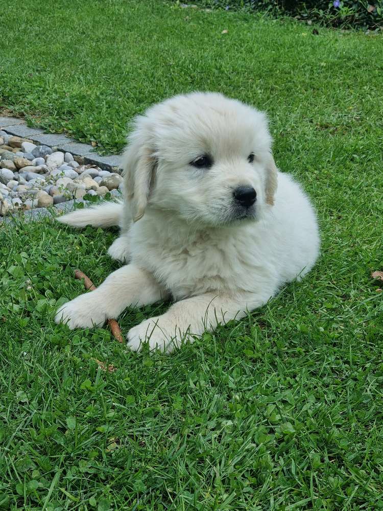 Hundetreffen-Welpen "get together "-Profilbild