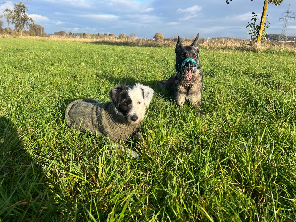 Hundetreffen-SocialWalks in und um Göttingen-Profilbild