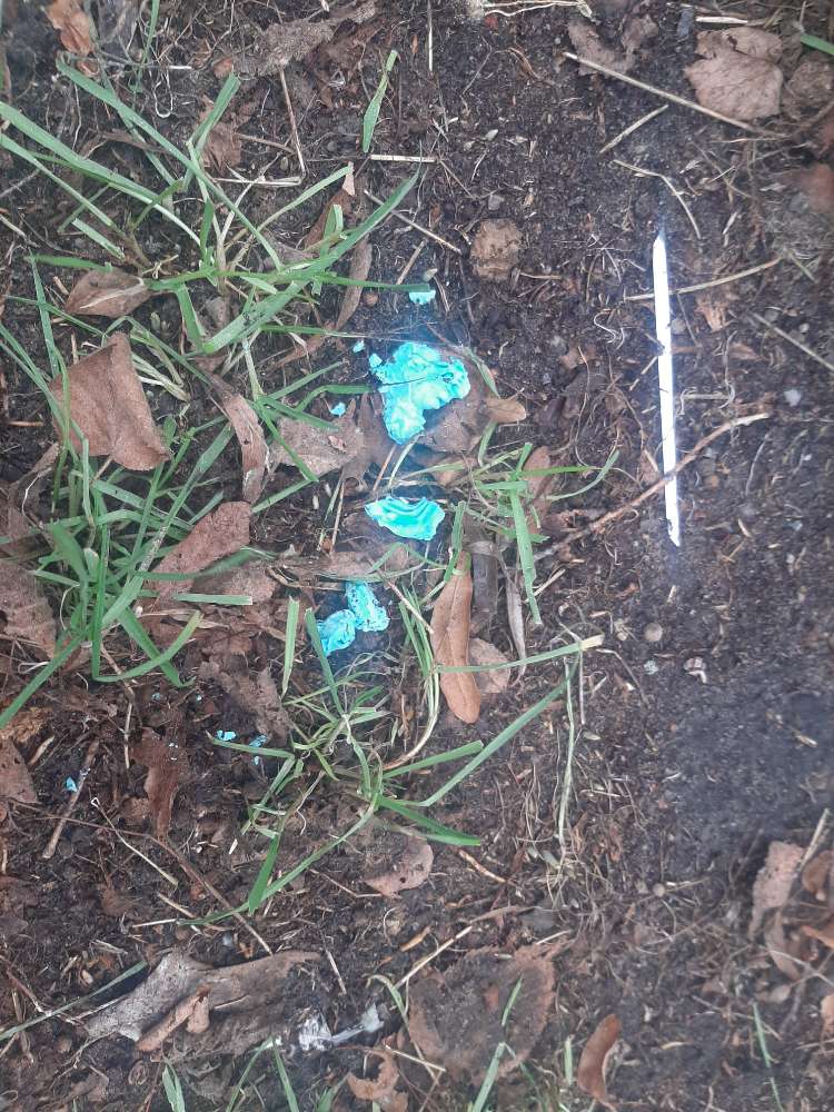 Giftköder-Blaues Pulver-Profilbild