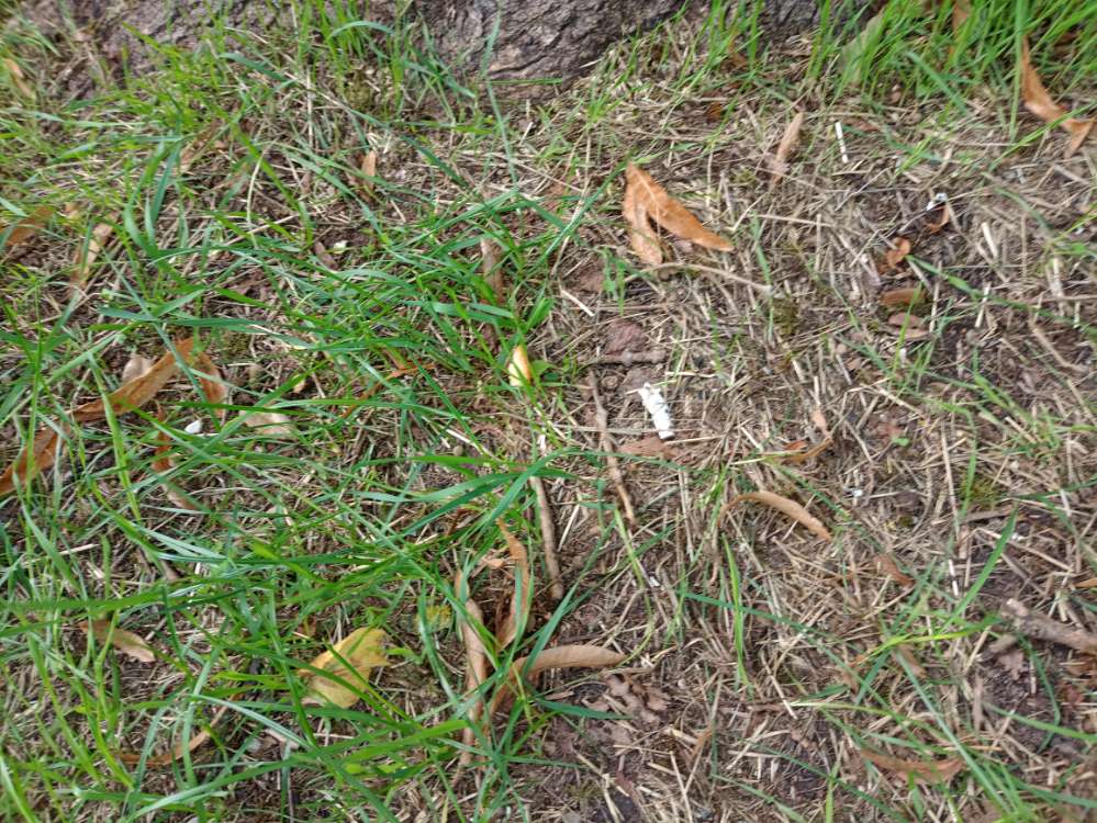 Giftköder-Vermutlich Giftköder-Profilbild