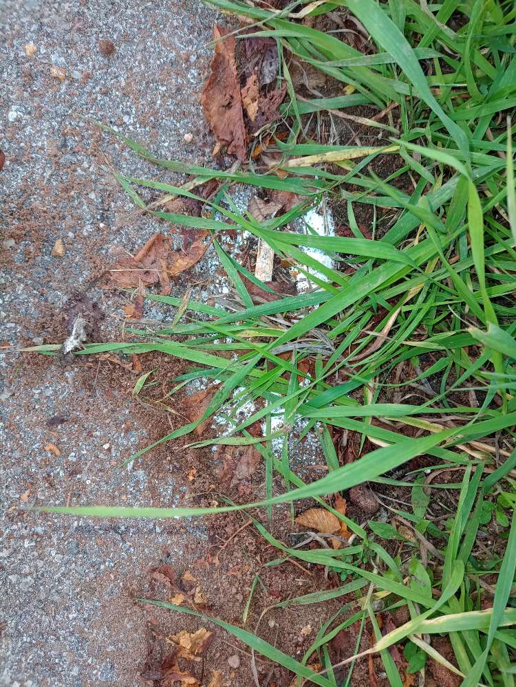 Giftköder-Evtl. Gift-Profilbild