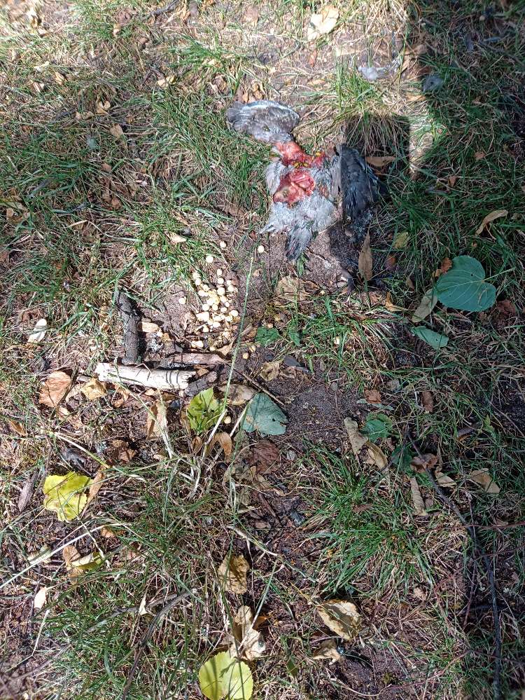 Giftköder-Wahrscheinlich Giftköder-Profilbild