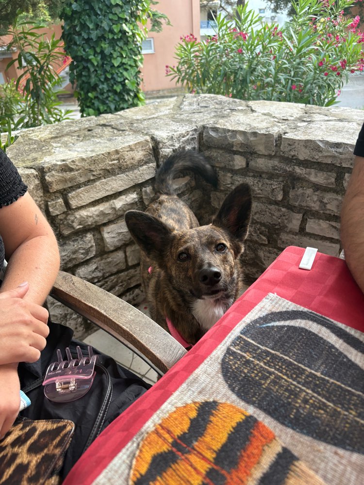 Hundetreffen-Suche Fellnasen zum Toben-Profilbild