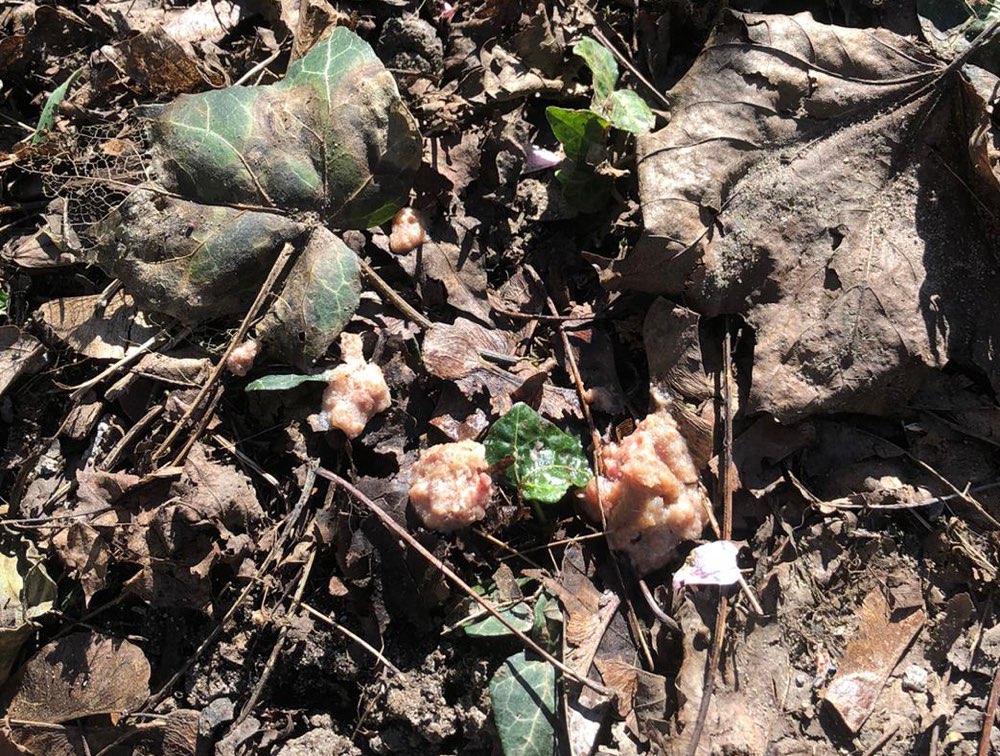 Giftköder-Ausgelegtes Futter, evtl. Giftköder-Profilbild