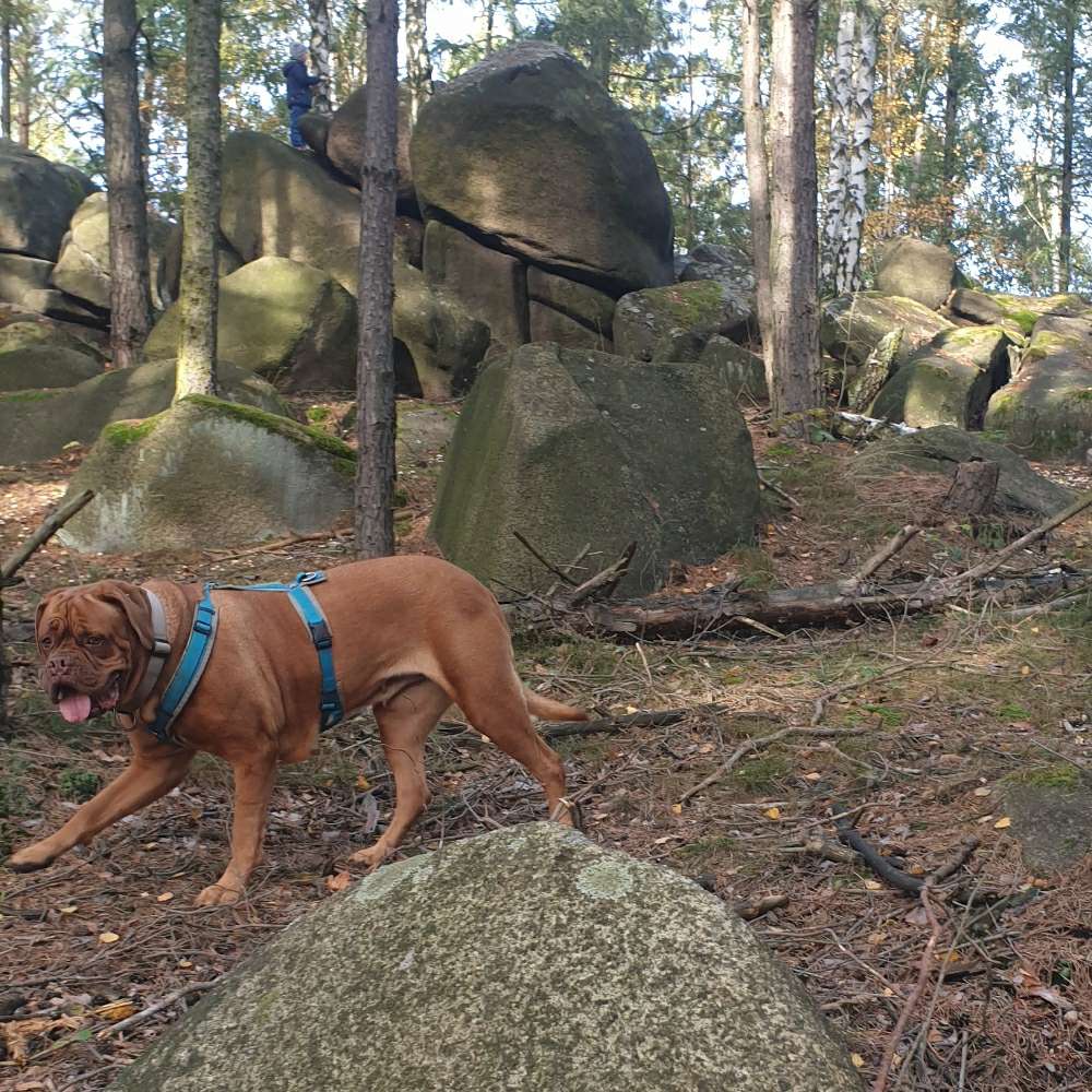 Hundetreffen-Gassirunde in Görlitzer Umgebung-Profilbild