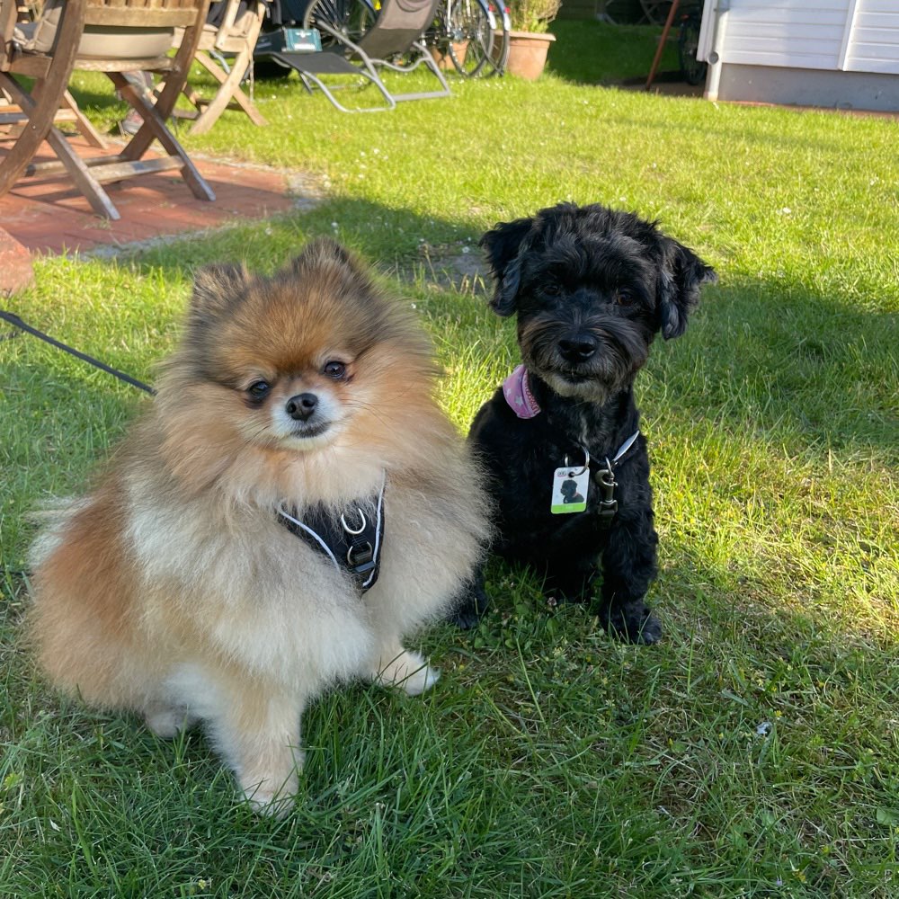 Hundetreffen-Hundetreff in Weyhe, Bremen und umzu-Profilbild