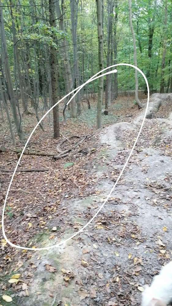 Giftköder-Stacheldraht im Waldboden-Profilbild