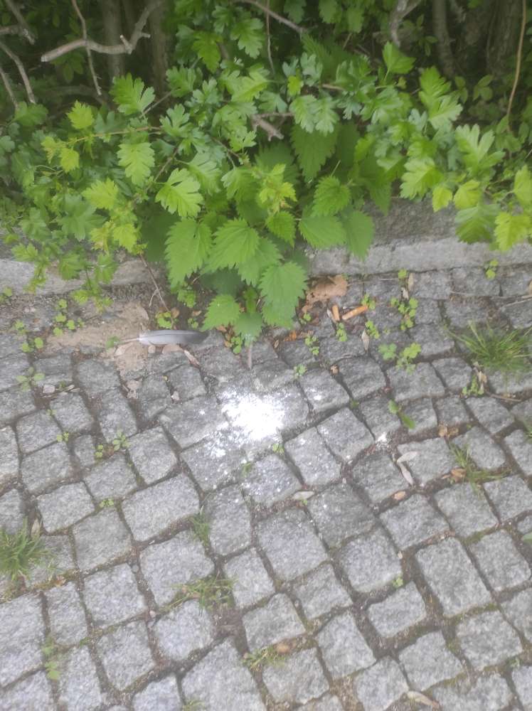 Giftköder-Weißes Pulver, vermutlich Rattengift-Profilbild