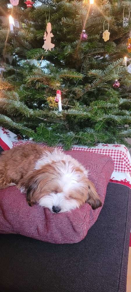 Hundetreffen-Treffen in Edingen-Neckarhausen-Profilbild