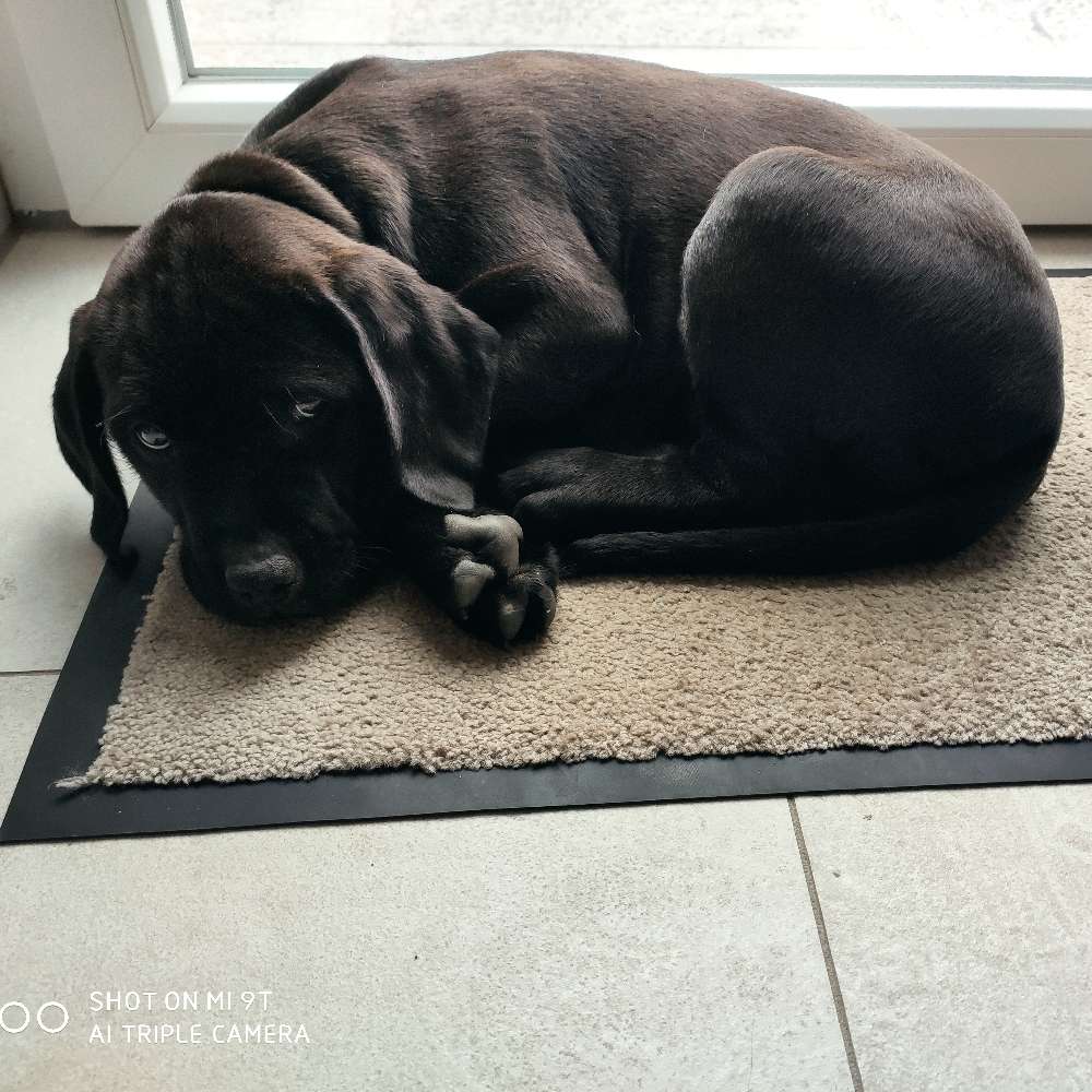 Hundetreffen-Welpentreffen-Profilbild