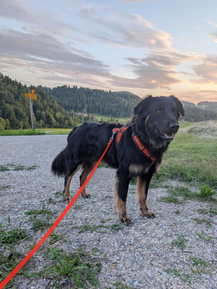 Hundetreffen-Spazier- und Spielgefährte in Region Tösstal gesucht-Profilbild
