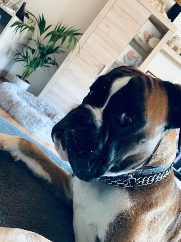 Hundetreffen-Gassi gehen-Profilbild