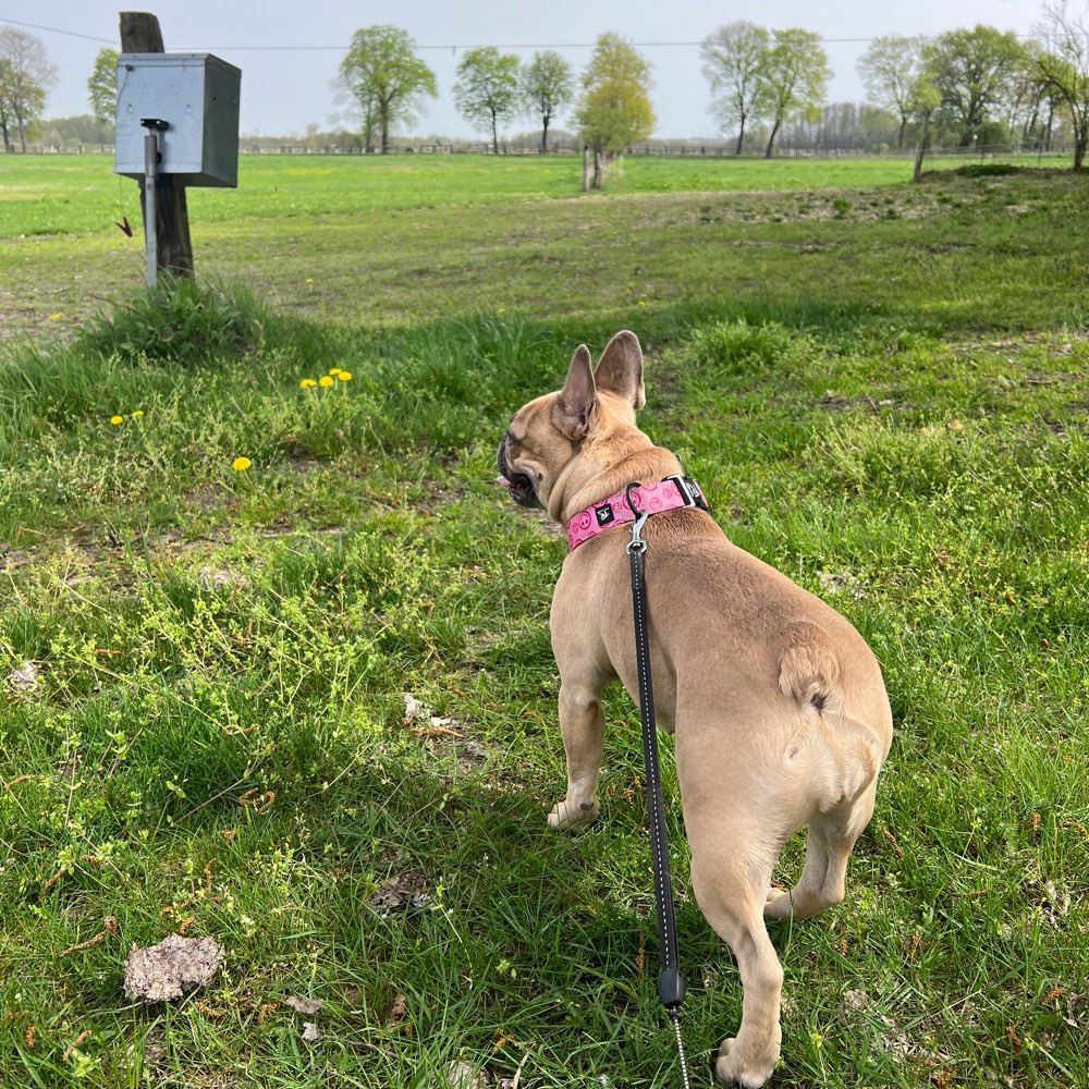 Hundetreffen-Spielgefährten aus der Gegend-Profilbild