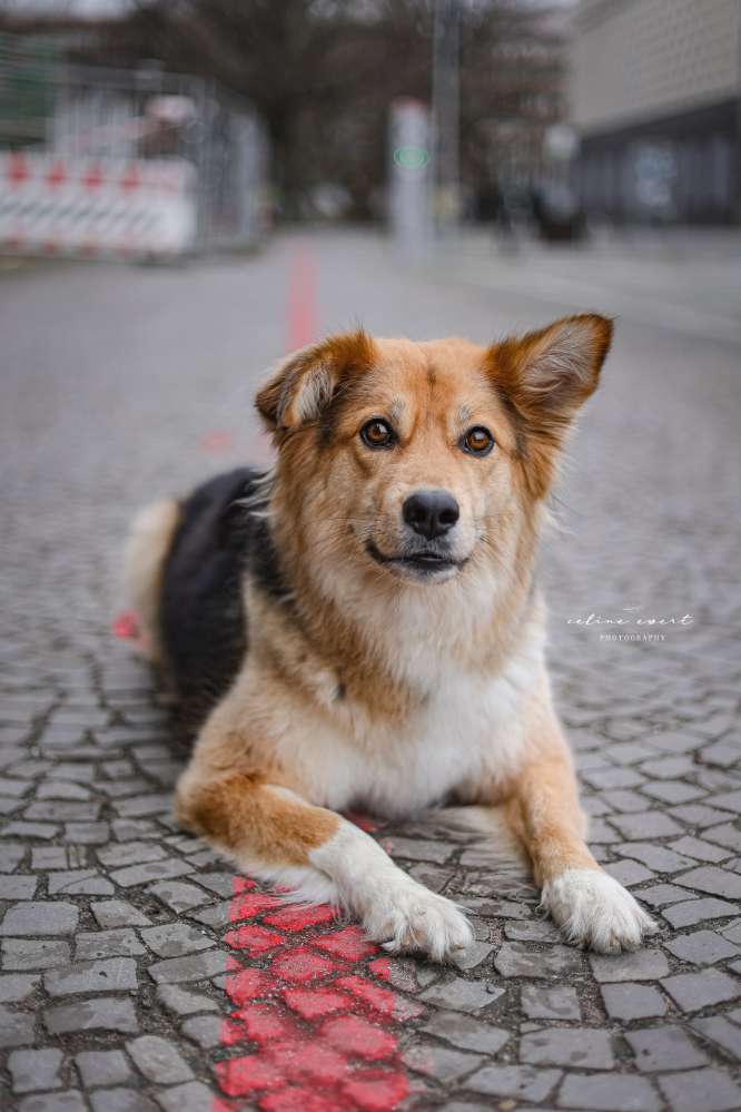 Hundetreffen-Social walk, gemeinsames Gassi gehen oder ähnliches-Profilbild