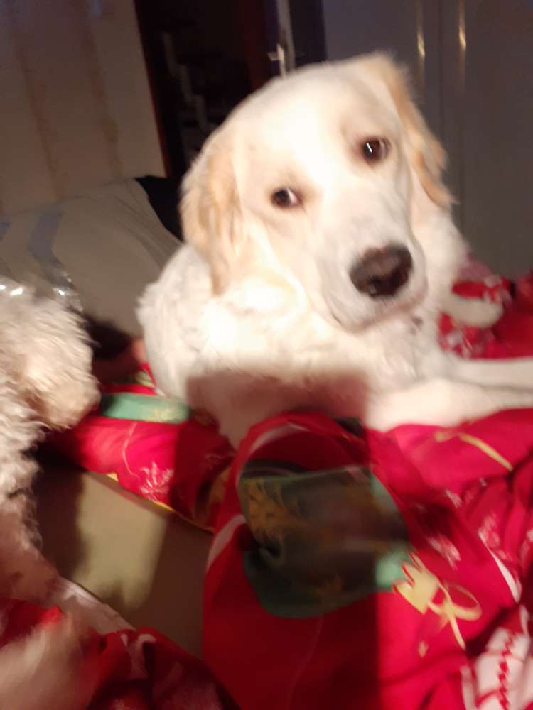 Hundetreffen-Spielereien hunde in Stolzenau-Profilbild