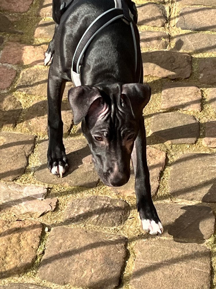 Hundetreffen-Spielen/Training 🐶-Profilbild