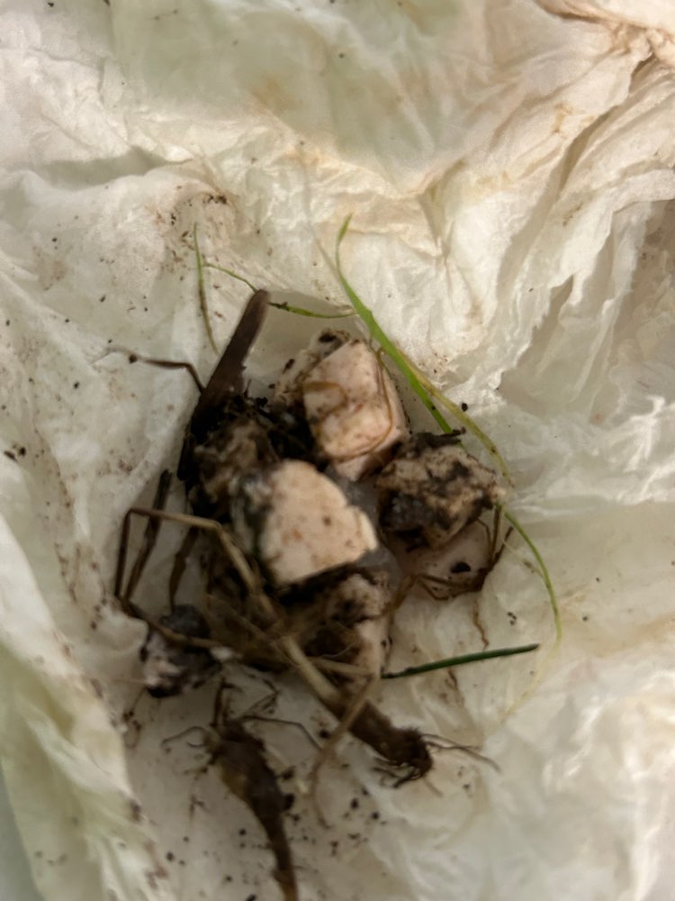 Giftköder-Fleischwurststückchen im Wildblumenbeet-Profilbild