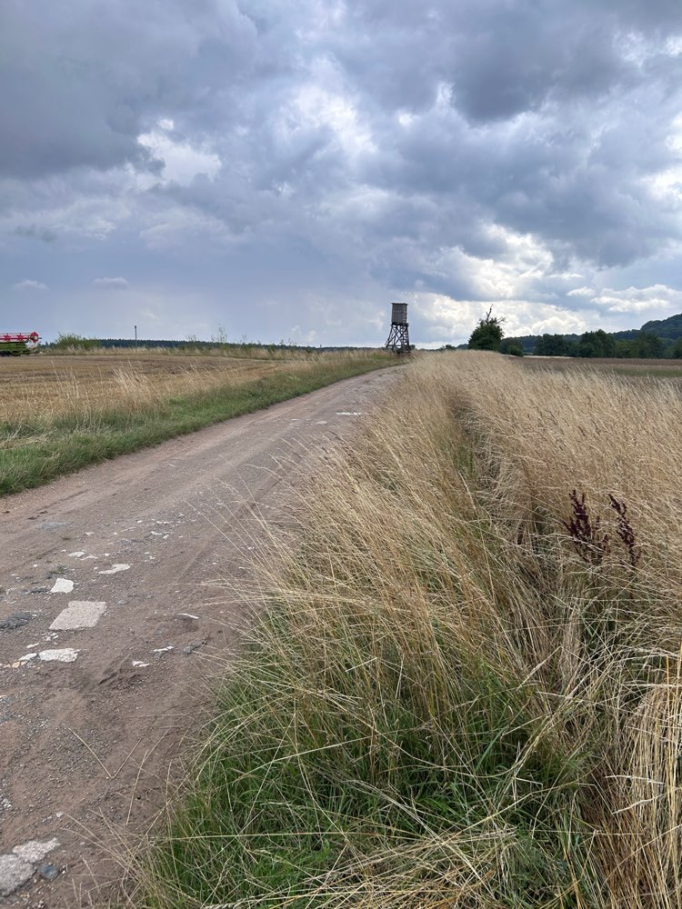 Giftköder-Fuchskadaver im Kornfeld bei Spanbeck-Profilbild