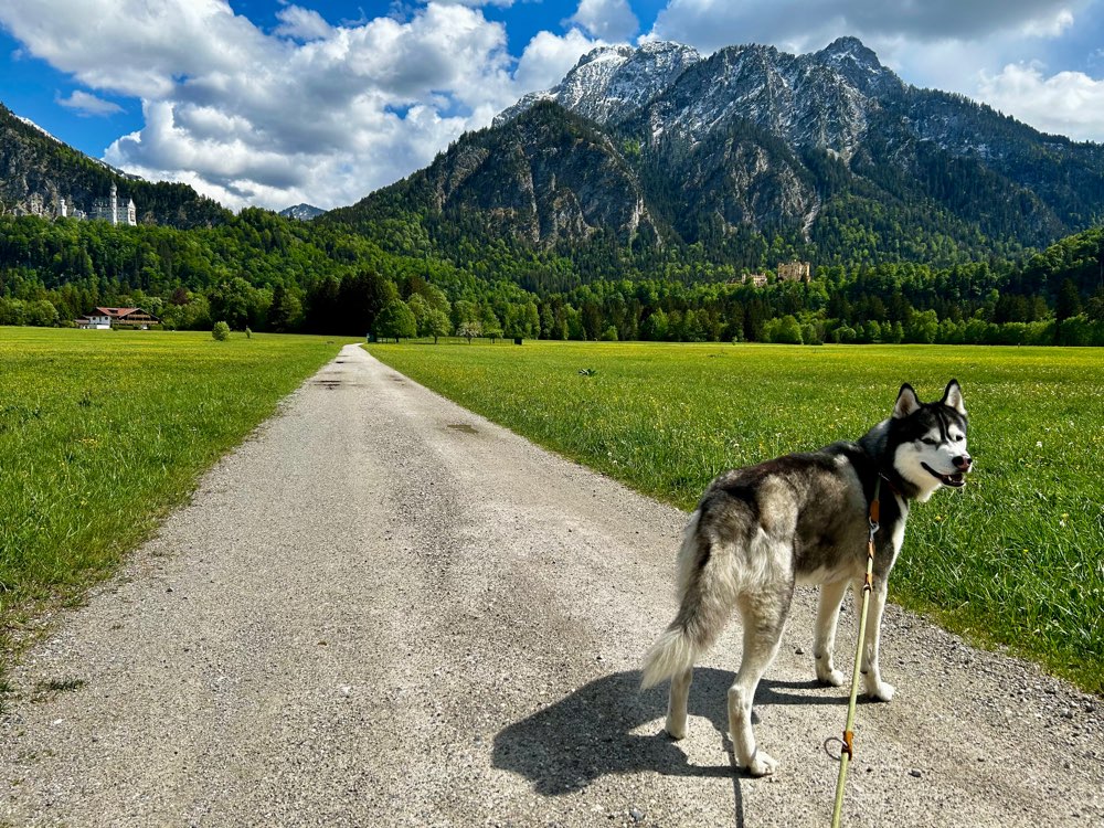 Hundetreffen-Gemeinsame Gassi Runden gerne auch kleine Wanderung-Profilbild