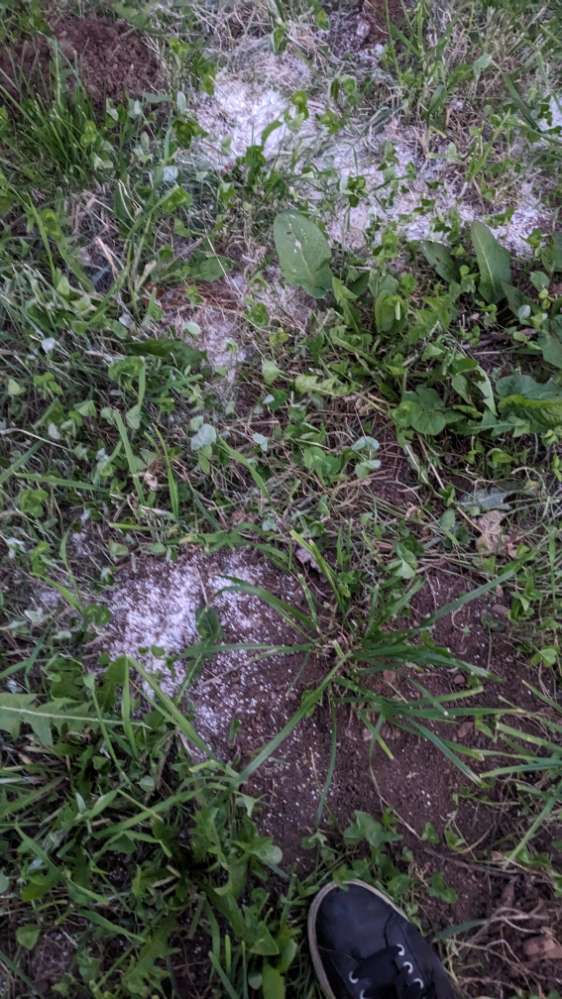 Giftköder-Viel weißes Streugut-Profilbild