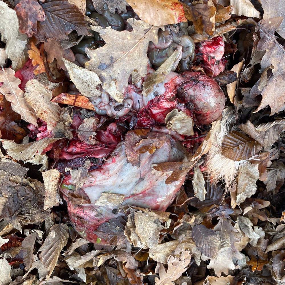 Giftköder-Totes Tier-Profilbild