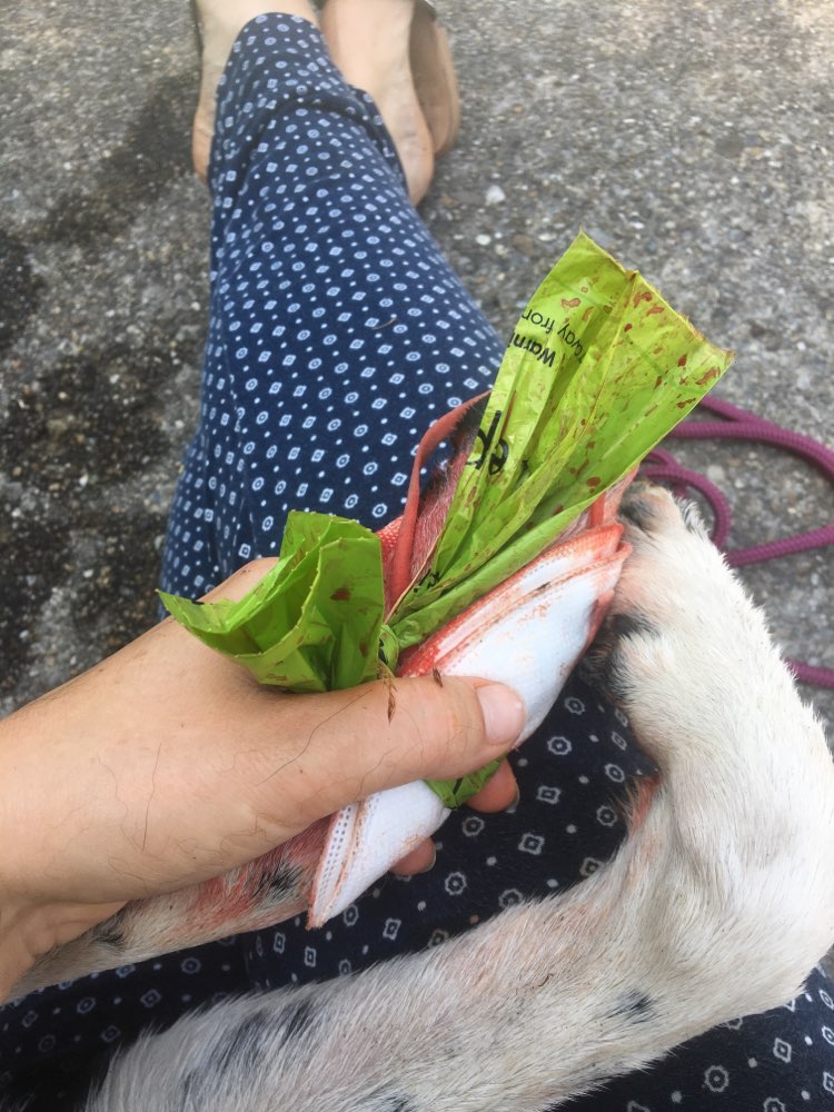 Giftköder-Glasscherbe in Wasserlache-Profilbild