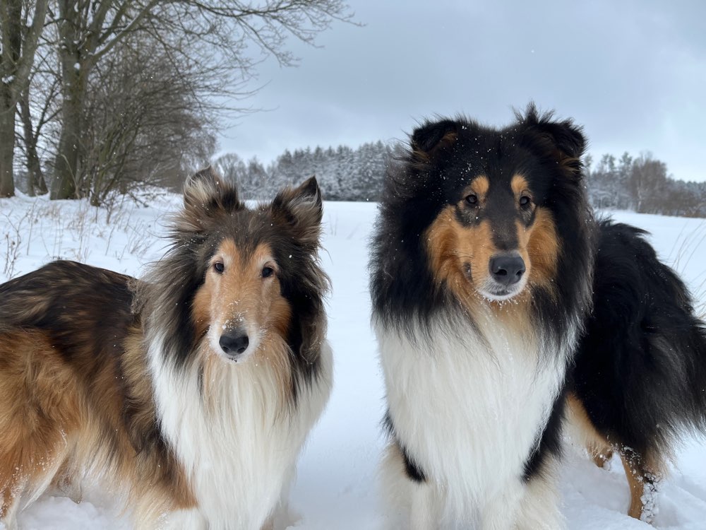 Hundetreffen-Treffen zum Spielen und Gassi gehen 🐾🐾🐾🐾-Profilbild