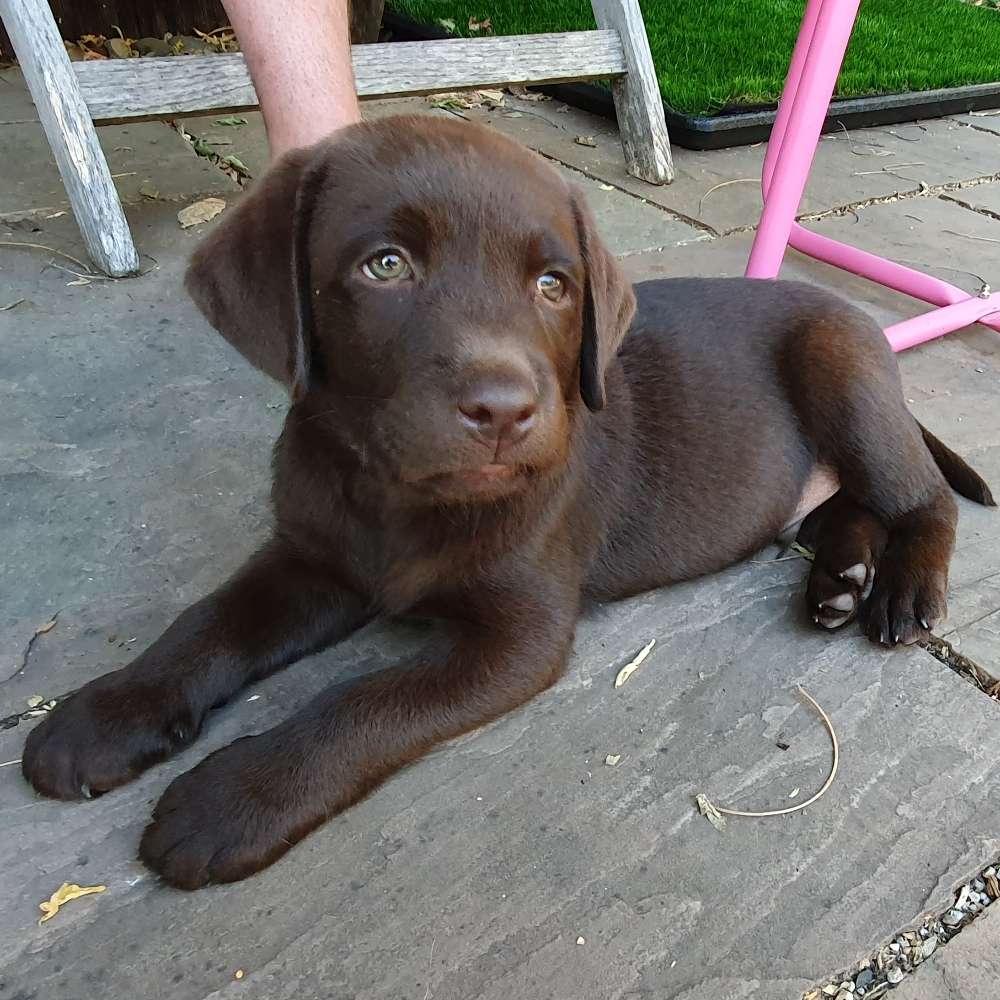 Hundetreffen-Treffen zum Spielen-Profilbild