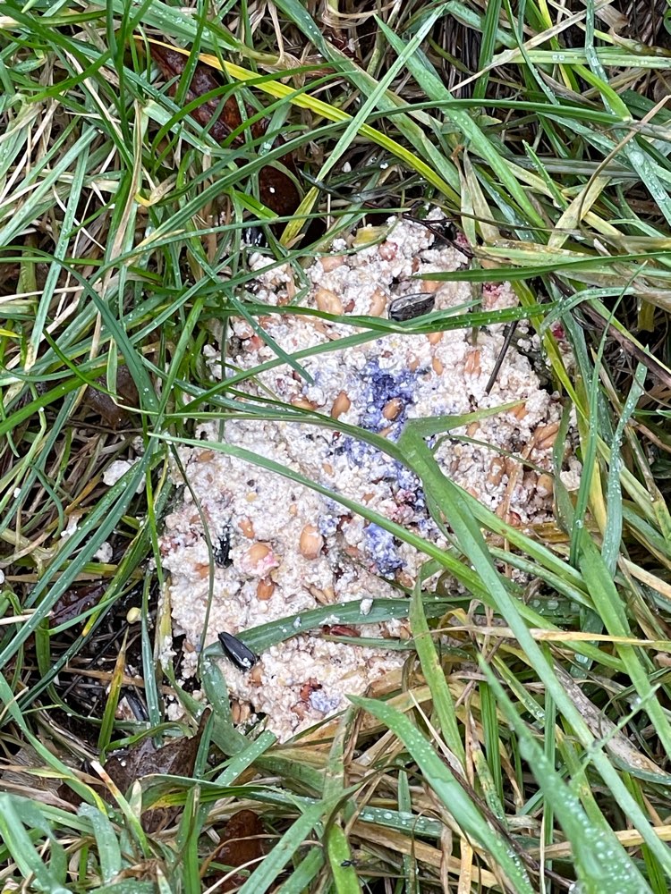 Giftköder-Möglicher Giftköder-Profilbild