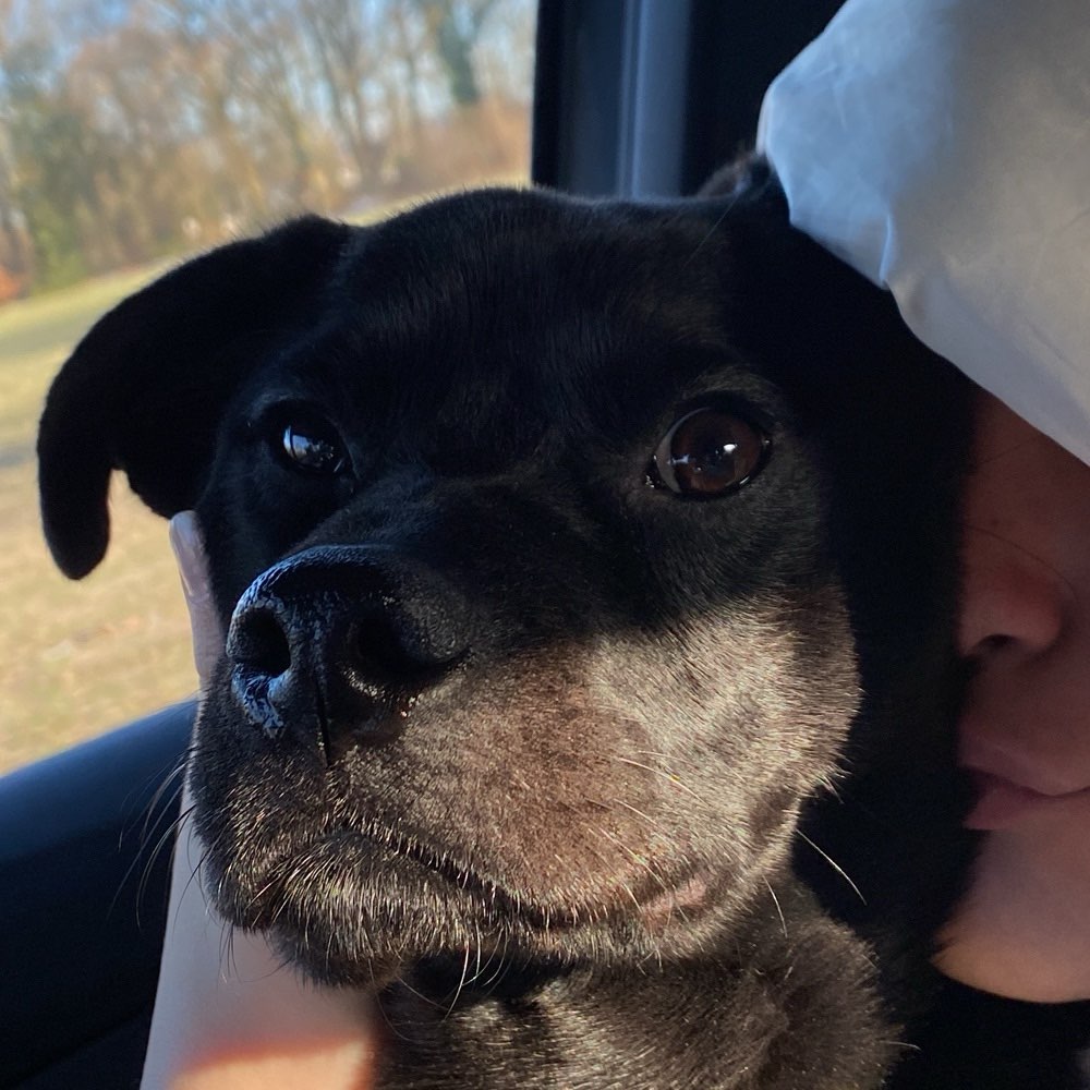 Hundetreffen-Spielkameraden für Bruno gesucht-Profilbild