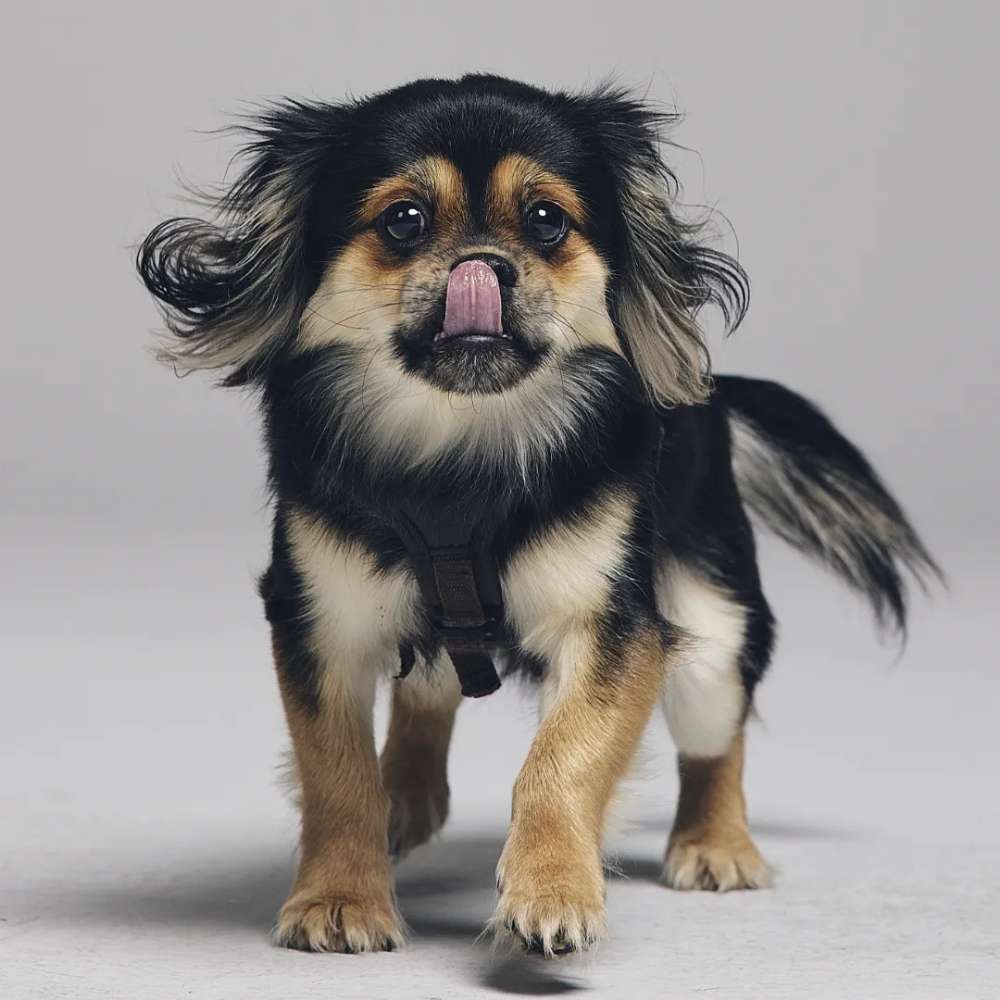 Hundetreffen-Hundefreunde gesucht-Profilbild