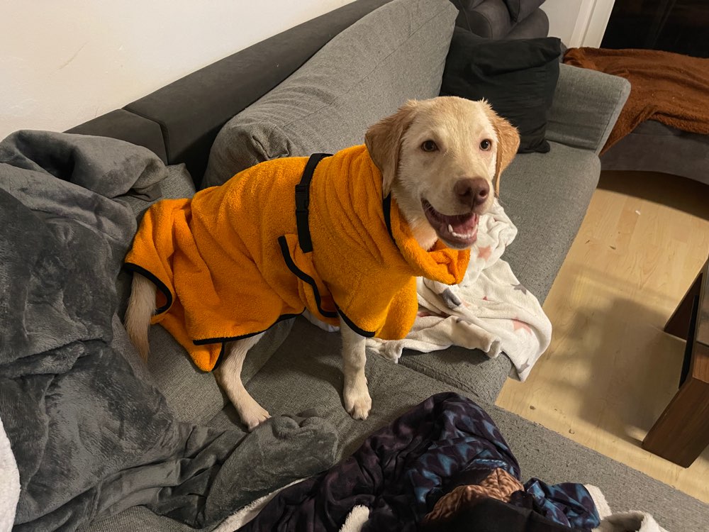 Hundetreffen-Treffen auf Hundewiese (Pinneberg oder Hamburg)-Profilbild