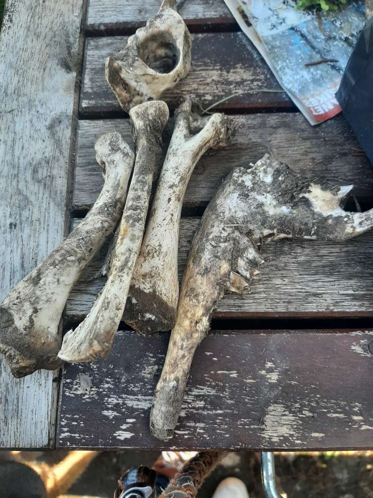 Giftköder-Knochen auf dem Feld-Profilbild