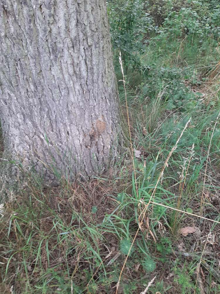 Giftköder-Eichenprozessionsspinner-Profilbild