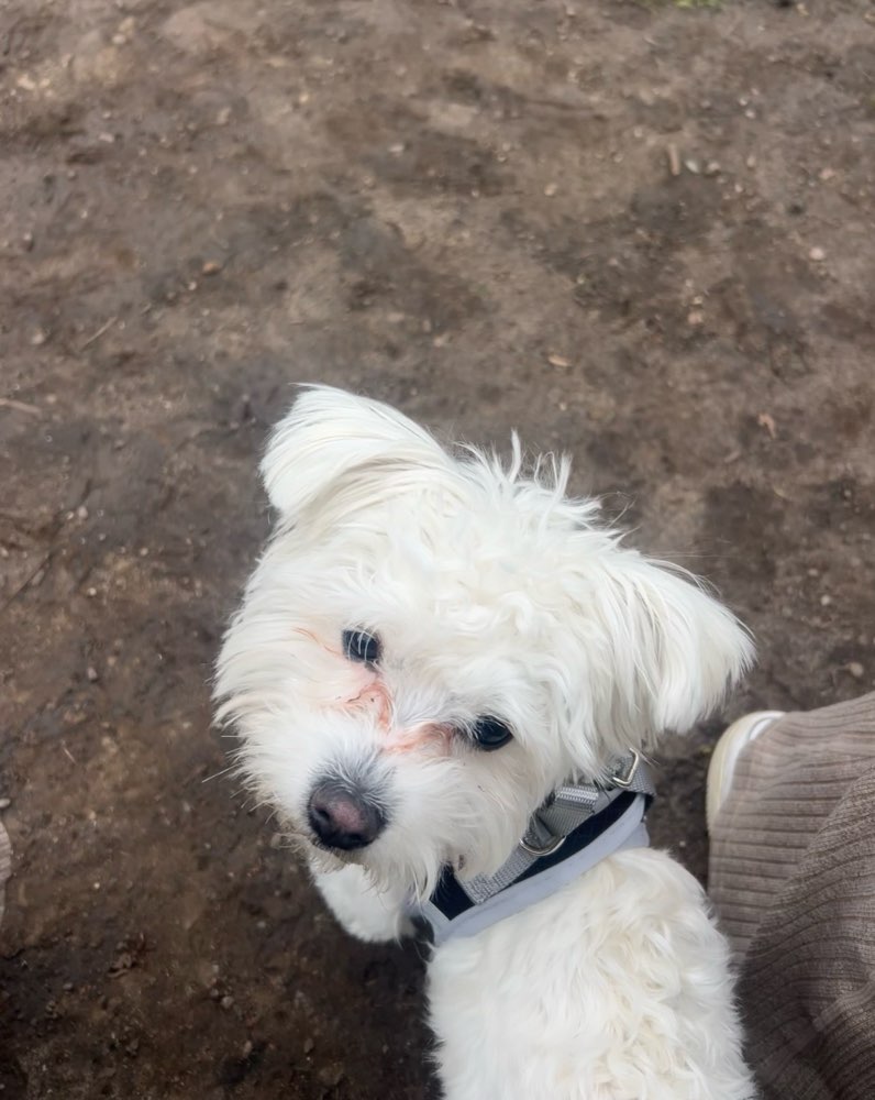 Hundetreffen-Spieltreffen in Halle-Profilbild