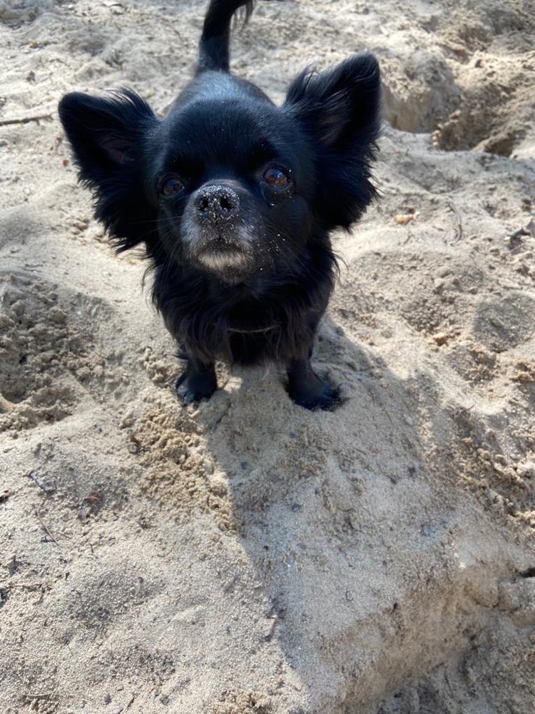 Hundetreffen-Hunde treffen-Profilbild