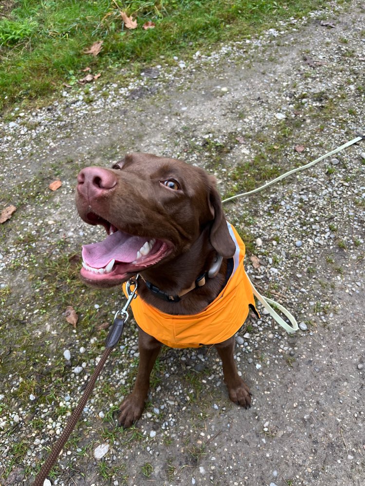 Hundetreffen-Gassikumpel für Spiel&Training-Profilbild