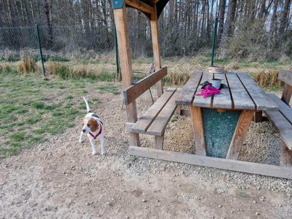 Hundetreffen-Treffen im Dogpark Atzlricht-Profilbild