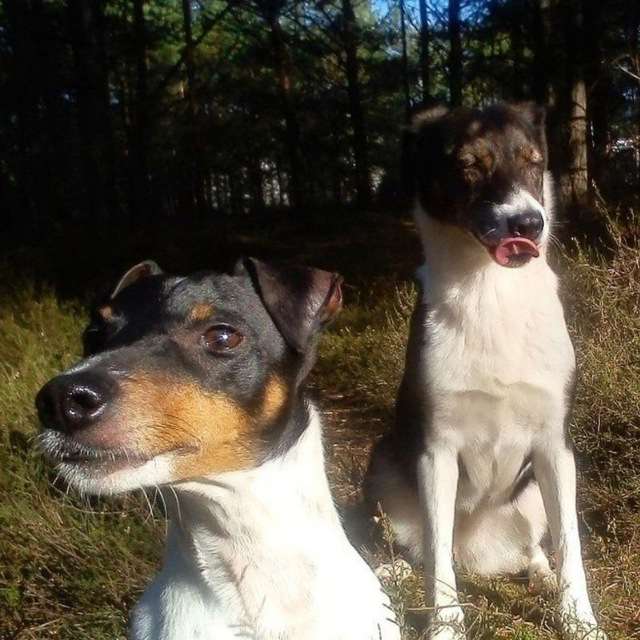 Hundetreffen-Lockere Runden mit aktiven Hunden-Profilbild