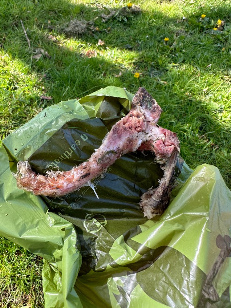 Giftköder-Knochen auf der Wiese-Profilbild