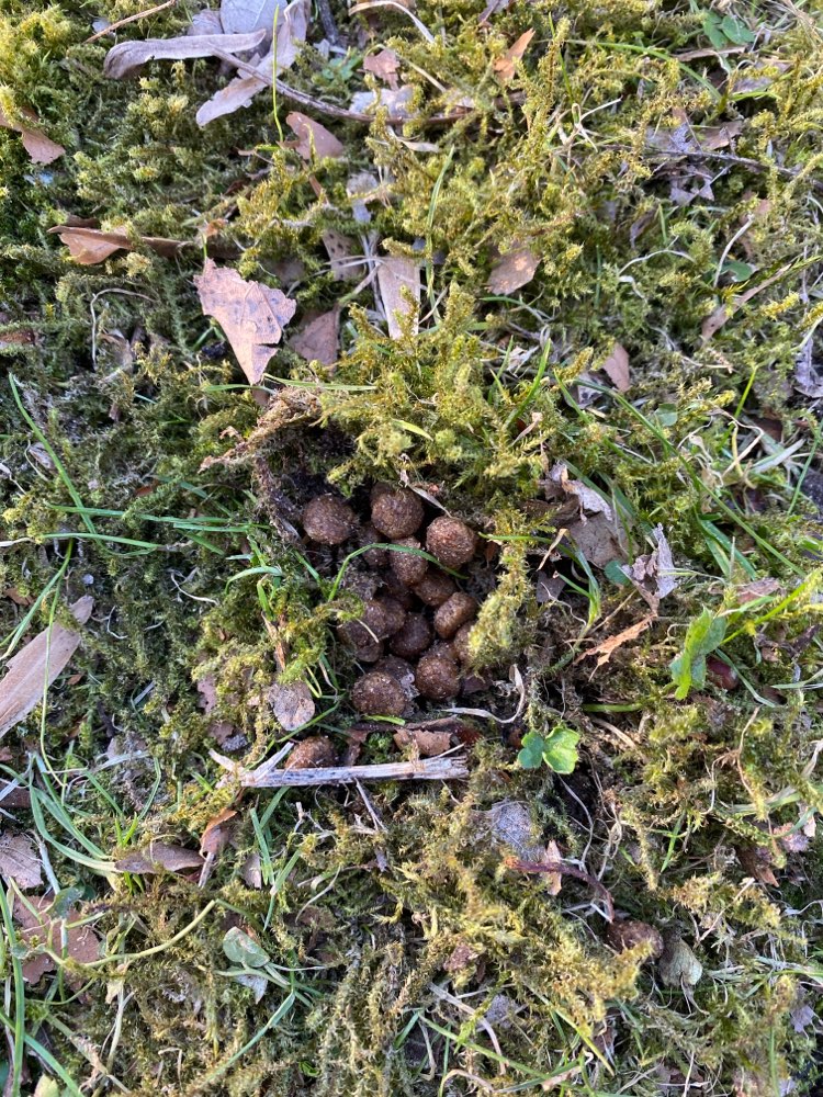 Giftköder-Trockenfutter auf Wiese - Pulverhofpark-Profilbild