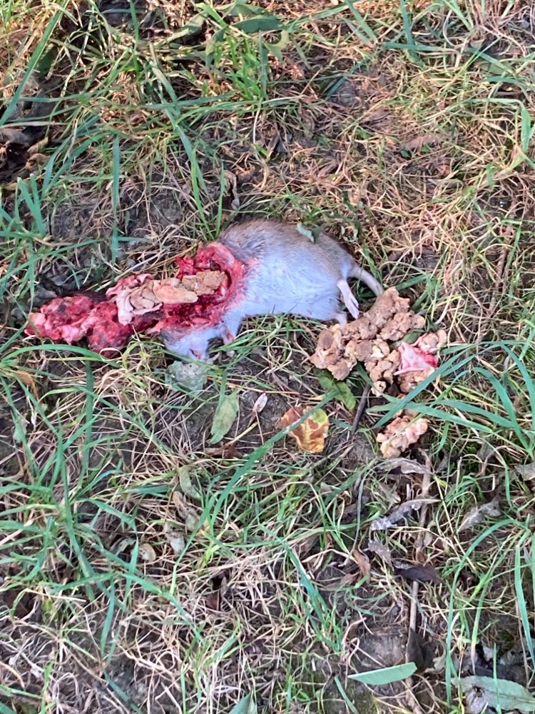 Giftköder-Totes Tier mit weiteren Zusätzen-Profilbild