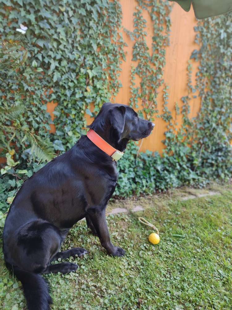 Hundetreffen-Treffen zum spielen und Gassi gehen gemeinsam-Profilbild