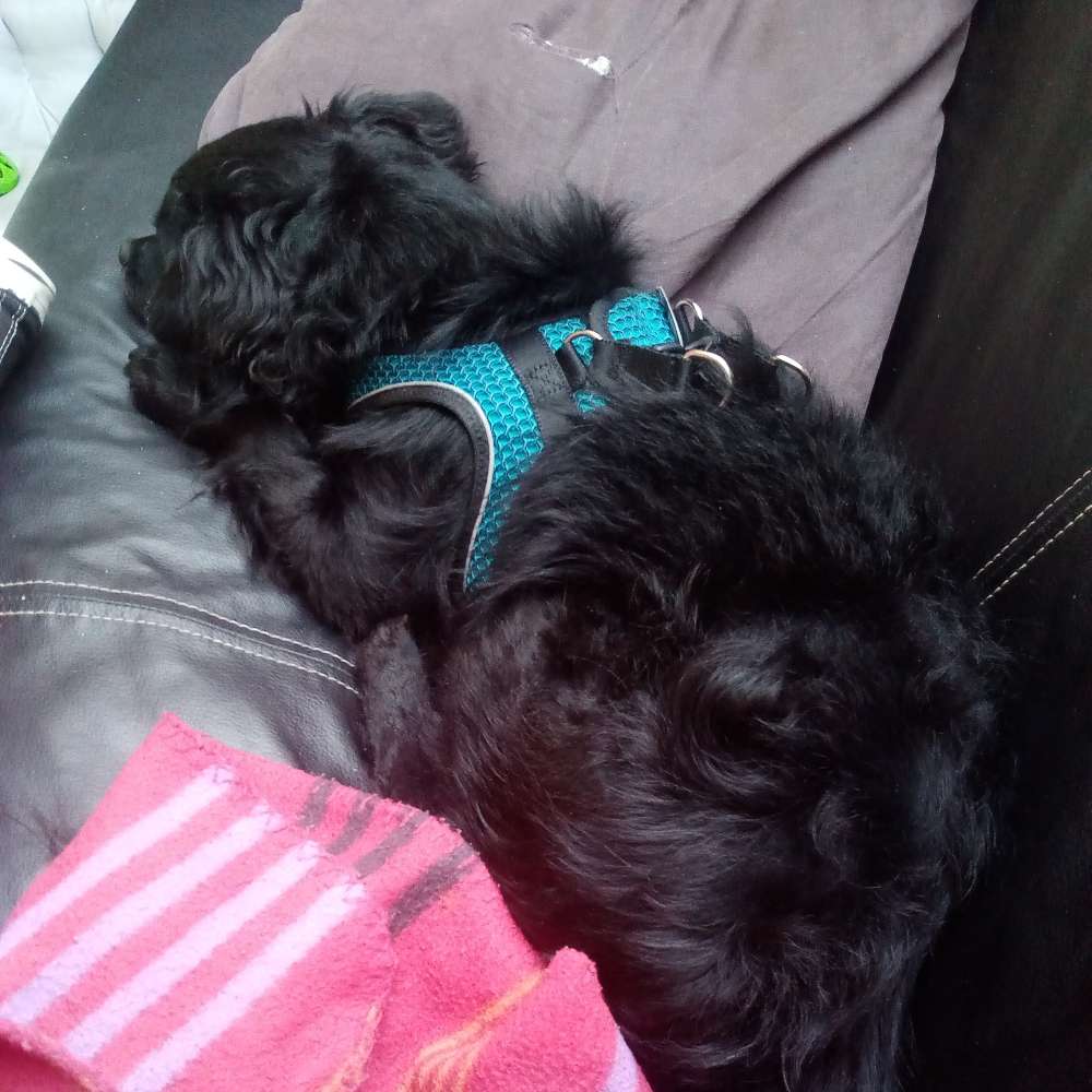 Hundetreffen-Spielen und sich unterhalten-Profilbild