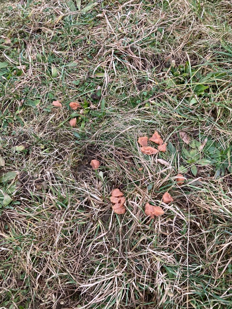 Giftköder-Hühnerfleisch ausgelegt!!-Profilbild